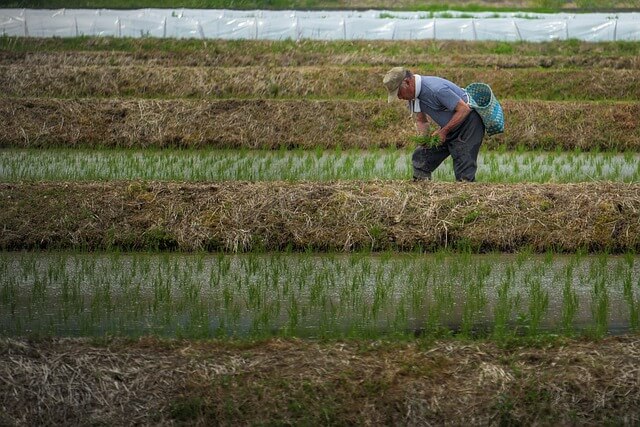 Japan, best agricultural land for rice cultivation