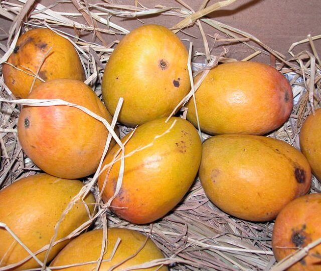 Alphonso Mango, India, second most popular mango in the world