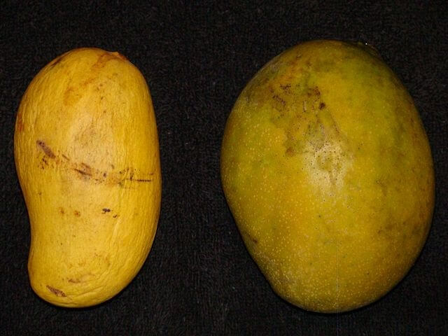Ataulfo Mango, Mexicon